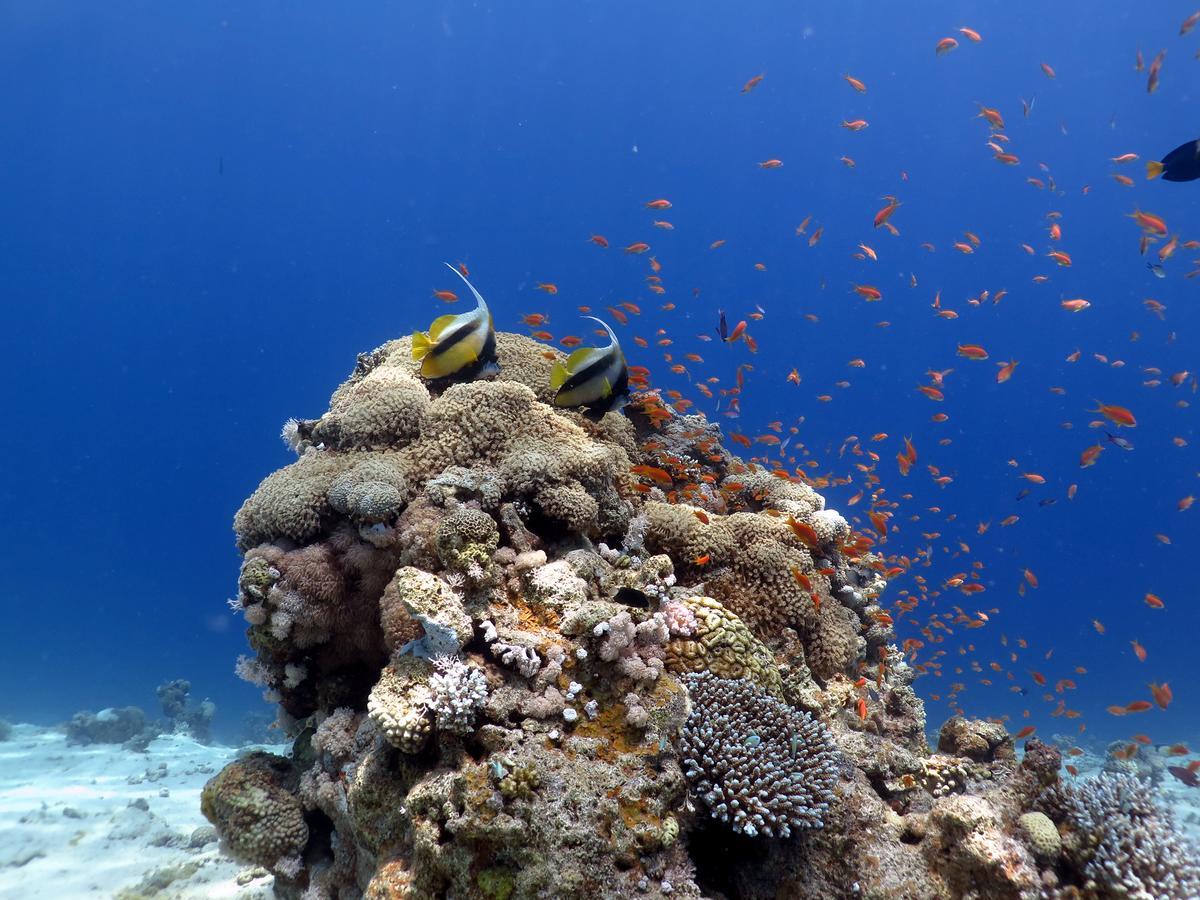 Exodus Dive Center And Gasthof Eilat